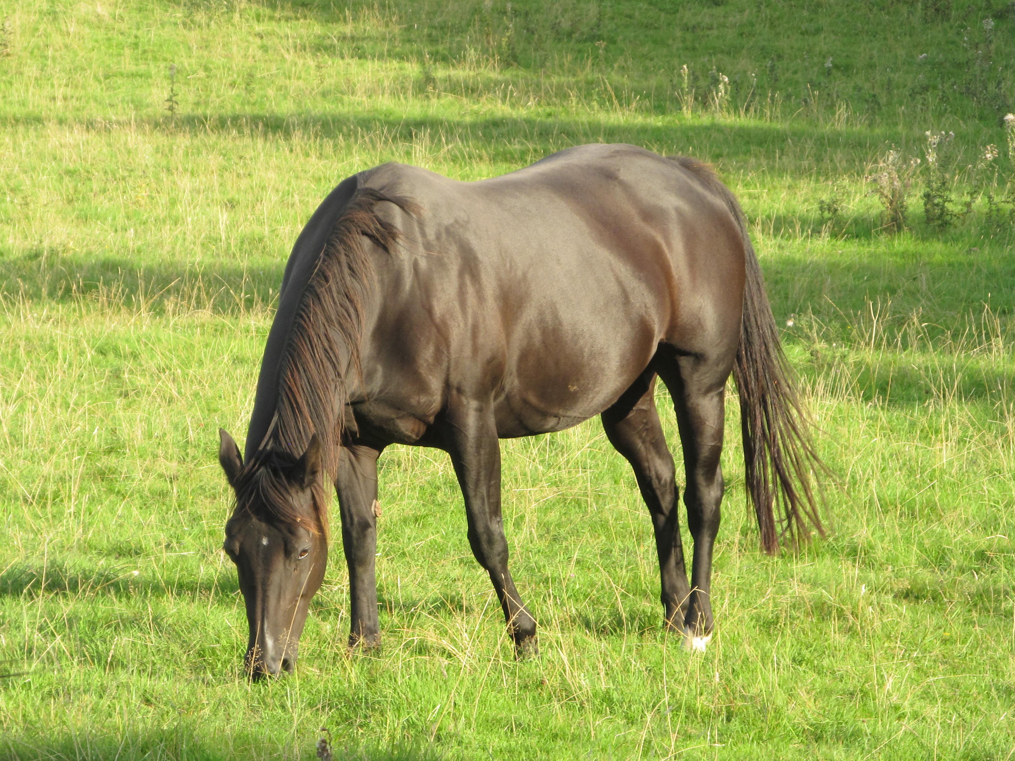 Quarter Horse mare, Miss Powerfritz CL